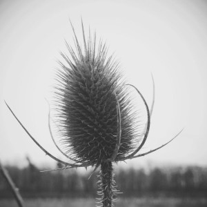 spiky